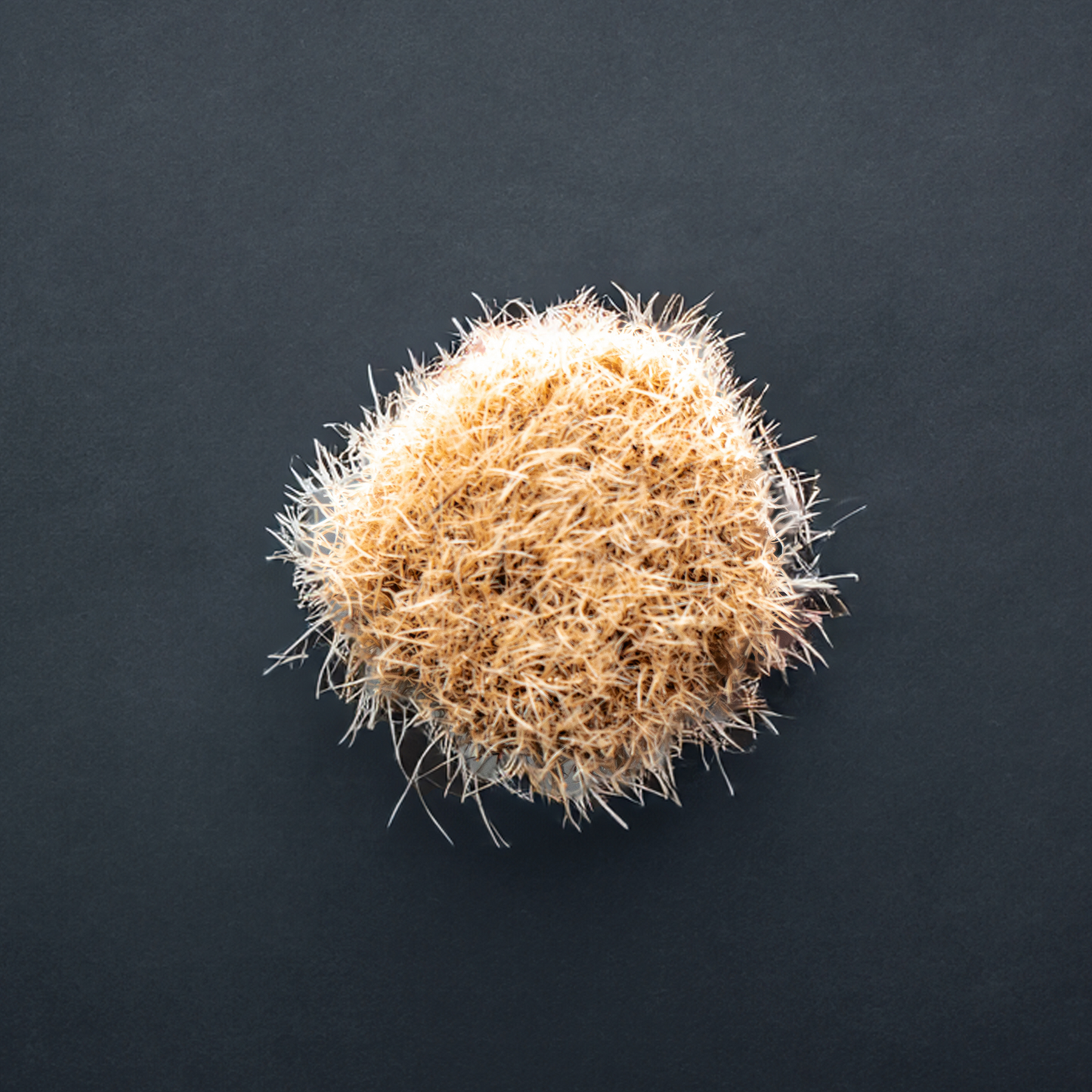 BLACKLINE® BOAR'S HAIR BRUSH SET